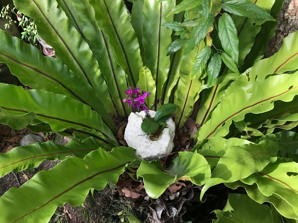 琉球石灰岩アレンジメント　植物から琉球石化岩の胡蝶蘭が咲いた！あったらいいね！