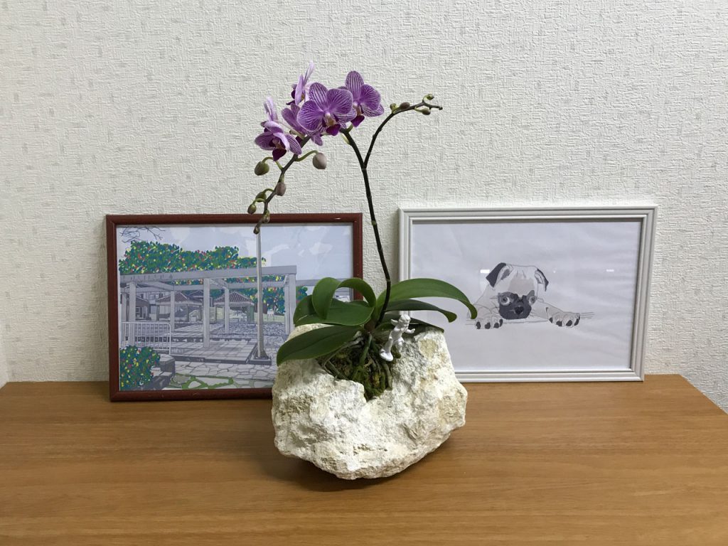 琉球石灰岩アレンジメント　特殊加工胡蝶蘭でアロマの香り　作品番号GF‐003