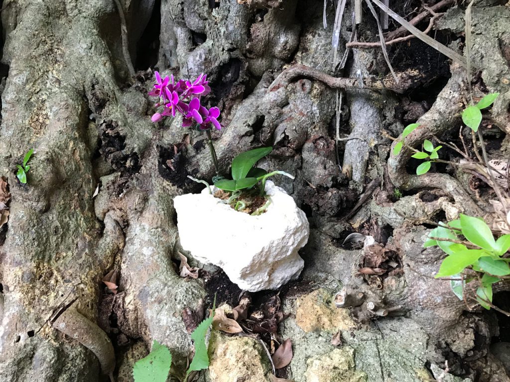 琉球石灰岩アレンジメント　木の根から咲く琉球石化岩と胡蝶蘭　あったらいいね！