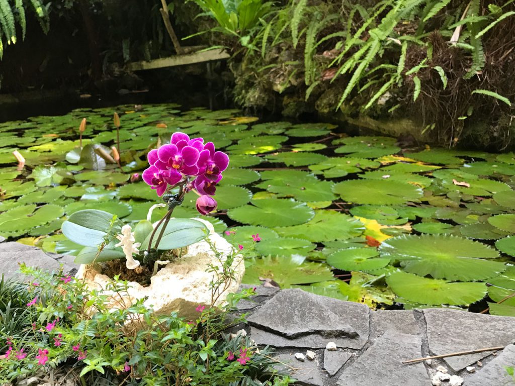 琉球石灰岩アレンジメント　琉球石化岩と胡蝶蘭　首里の龍潭の池にあるといいね！